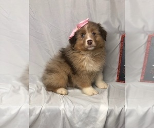 Australian Shepherd Puppy for sale in INDIANAPOLIS, IN, USA