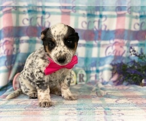 Australian Cattle Dog Puppy for sale in LANCASTER, PA, USA