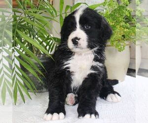 Bernedoodle Puppy for sale in EAST EARL, PA, USA