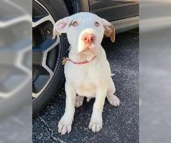 Medium Photo #2 Mutt Puppy For Sale in Claremore, OK, USA