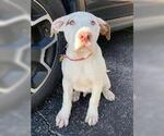 Small #1 Mutt