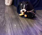 Puppy Dash Boston Terrier