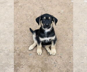 German Shepherd Dog Dogs for adoption in Winter, WI, USA