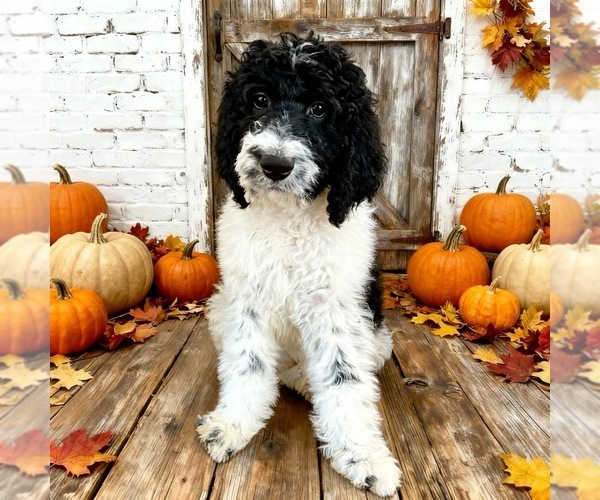 Medium Photo #1 Bernedoodle Puppy For Sale in MENIFEE, CA, USA