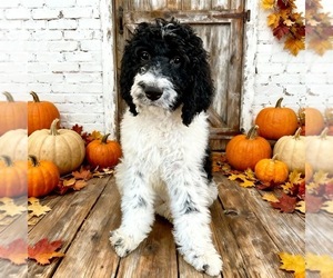 Bernedoodle Puppy for sale in MENIFEE, CA, USA