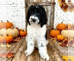 Small Bernedoodle