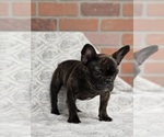 Small Photo #3 French Bulldog Puppy For Sale in SAN BERNARDINO, CA, USA