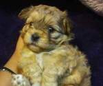 Small Photo #4 Shih-Poo Puppy For Sale in SAN ANTONIO, TX, USA