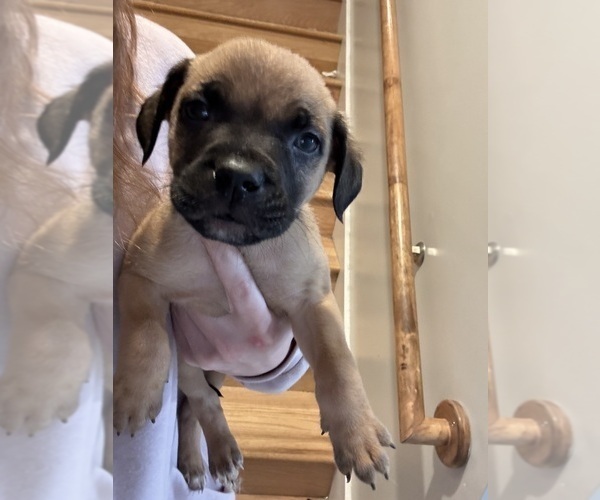 Medium Photo #26 American Pit Bull Terrier-Black Mouth Cur Mix Puppy For Sale in QUAKER HILL, CT, USA