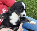 Small Photo #10 Bernese Mountain Dog-Goldendoodle Mix Puppy For Sale in LEETONIA, OH, USA