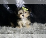 Small Photo #88 Morkie Puppy For Sale in WARSAW, IN, USA