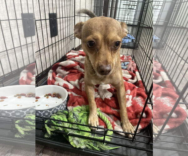 Medium Photo #2 Chihuahua Puppy For Sale in McKinney, TX, USA