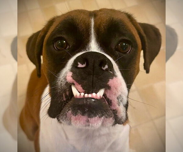 Medium Photo #2 Boxer Puppy For Sale in Austin, TX, USA