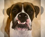 Small #1 Boxer