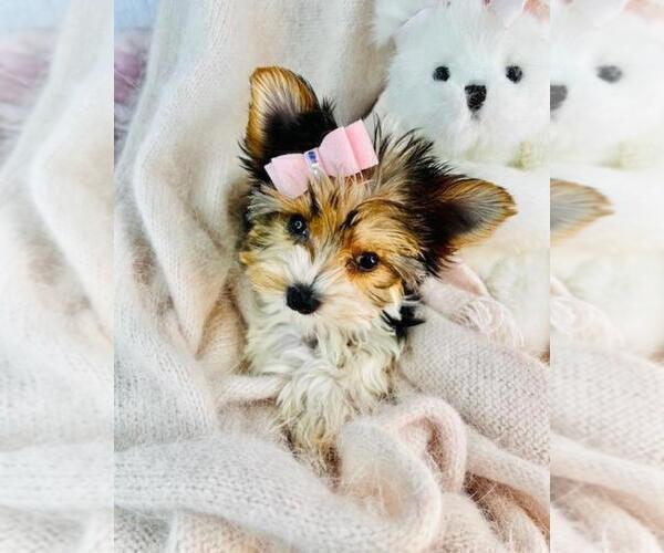 Medium Photo #3 Biewer Yorkie Puppy For Sale in MIAMI BEACH, FL, USA