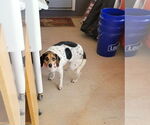 Small #5 Beagle