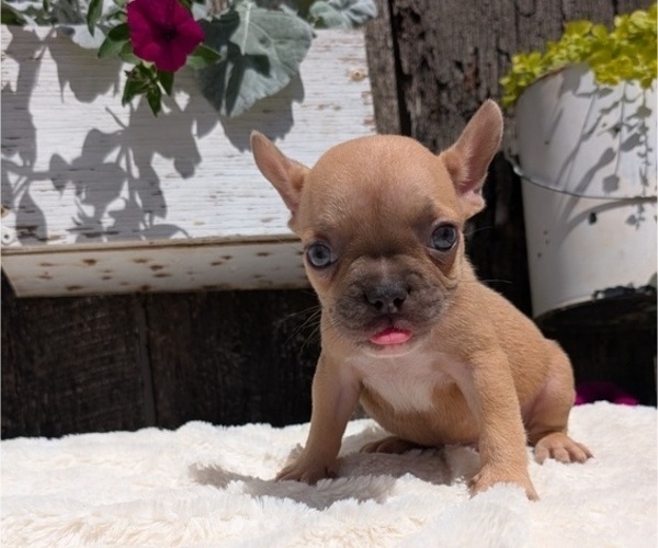 Medium Photo #2 French Bulldog Puppy For Sale in GOSHEN, IN, USA