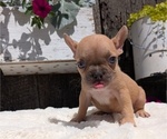 Small Photo #2 French Bulldog Puppy For Sale in GOSHEN, IN, USA
