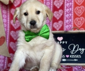 Anatolian Shepherd-Golden Retriever Mix Puppy for sale in LANCASTER, PA, USA