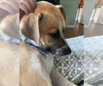 Small #3 Retriever  Mix