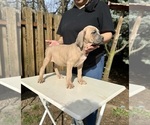 Small Photo #6 Cane Corso Puppy For Sale in PORTLAND, OR, USA