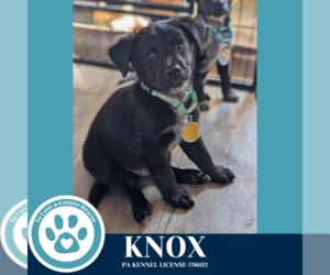 Great Pyrenees-Unknown Mix Dogs for adoption in Kimberton, PA, USA