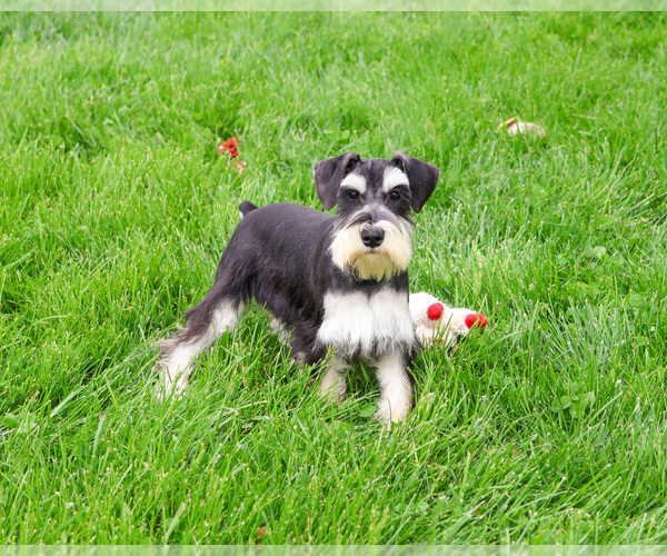 Medium Photo #2 Schnauzer (Miniature) Puppy For Sale in SYRACUSE, IN, USA
