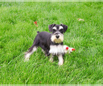 Small #1 Schnauzer (Miniature)