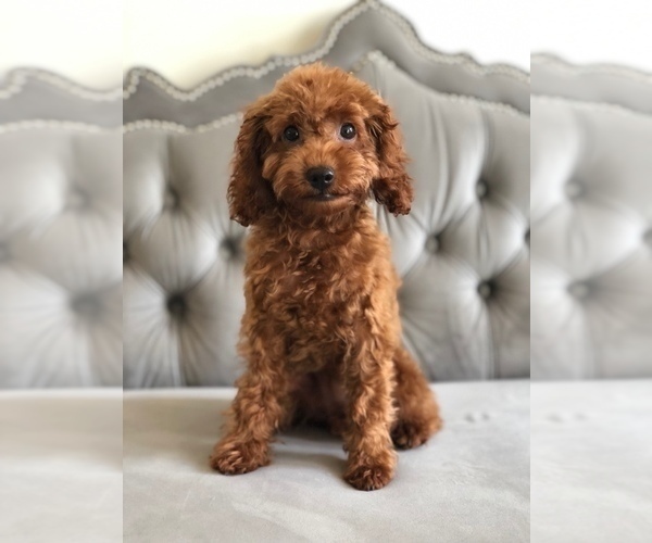 Medium Photo #2 Poodle (Toy) Puppy For Sale in CHANTILLY, VA, USA