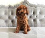 Small Photo #2 Poodle (Toy) Puppy For Sale in CHANTILLY, VA, USA