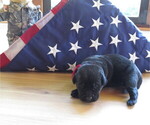 Puppy Puppy 3 Labrador Retriever