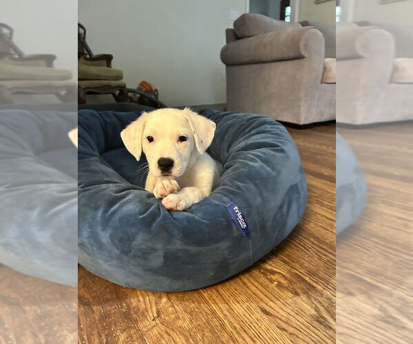 Medium Photo #6 Borador Puppy For Sale in Brewster, NY, USA