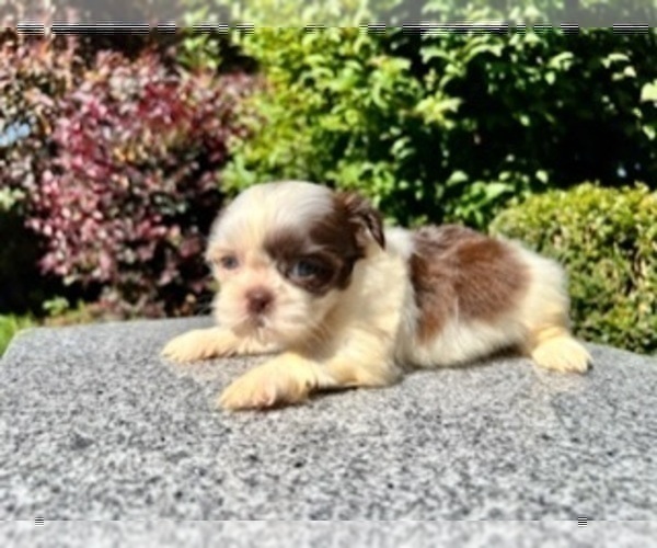 Medium Photo #11 Shih Tzu Puppy For Sale in HAYWARD, CA, USA