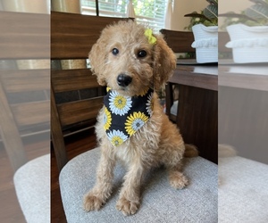 Goldendoodle Puppy for sale in N HIGHLANDS, CA, USA