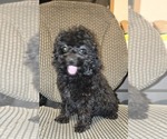 Small #46 Poodle (Toy)