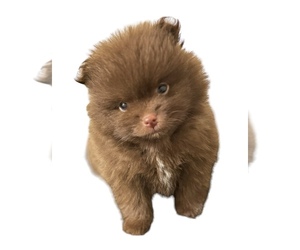 Pomeranian Puppy for sale in ALBANY, NY, USA