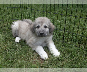 Great Pyrenees Puppy for sale in LOUISVILLE, KY, USA