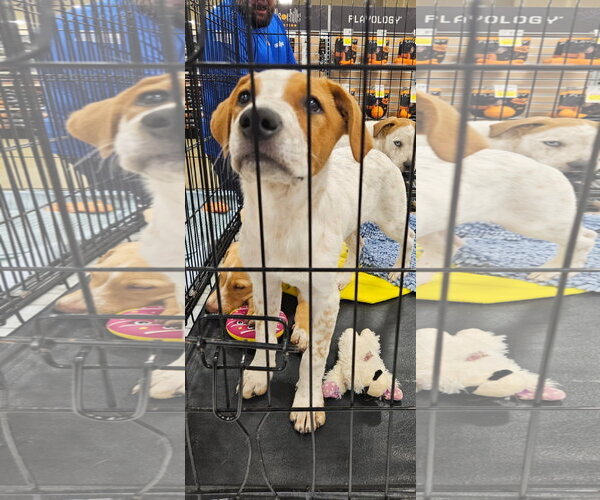 Medium Photo #2 Catahoula Leopard Dog-Unknown Mix Puppy For Sale in Brooksville, FL, USA