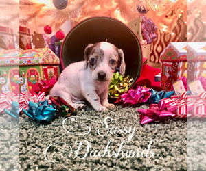 Dachshund Puppy for sale in BENNINGTON, OK, USA