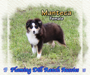 Medium Miniature Australian Shepherd