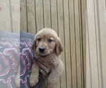 Small Photo #11 Golden Retriever Puppy For Sale in SPENCER, TN, USA