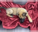 Small Photo #158 Belgian Malinois Puppy For Sale in REESEVILLE, WI, USA
