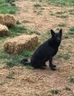 Small Photo #1 German Shepherd Dog Puppy For Sale in CLAREMONT, NC, USA