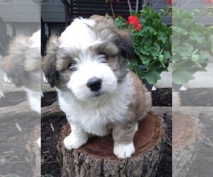 Border Collie-Maltese Mix Puppy for sale in FREDERICKSBURG, OH, USA