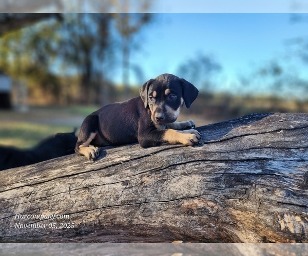 Medium Photo #8 Catahoula Leopard Dog Puppy For Sale in CUMBY, TX, USA