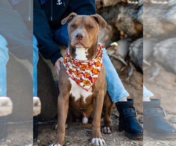 Medium Photo #3 American Pit Bull Terrier-Unknown Mix Puppy For Sale in  Ramona, CA, USA