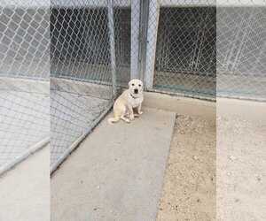 Mutt Dogs for adoption in Maquoketa, IA, USA