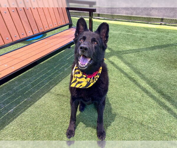 Medium Photo #2 German Shepherd Dog Puppy For Sale in Orange, CA, USA