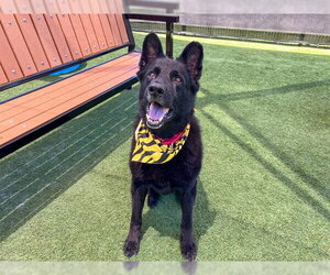 BLUE - Male German Shepherd Dog Dog for Adoption - Photo #2