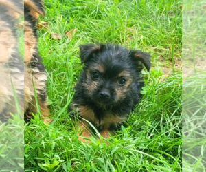 Morkie Puppy for sale in NOVI, MI, USA